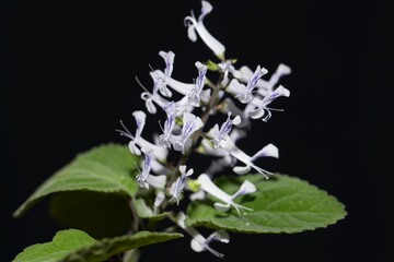 Flower of a Zulu spurflower, Plectranthus zuluensis