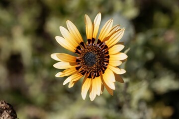 Flower of a Monarch-of-the-veld, Arctotis fastuosa