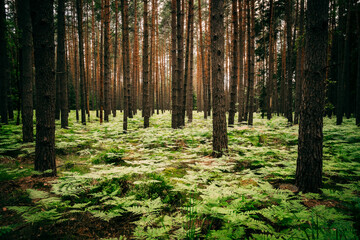 Fototapeta na wymiar trees and ferns in the woods