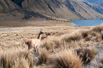 Llamas near the lake