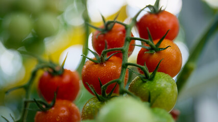 Drops dew tomato plant ripen at vegetable farm closeup. High antioxidant concept