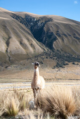 Fototapeta premium Standing llama