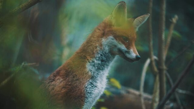 Renard curieux