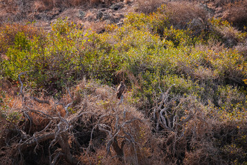 Red Tailed Hawk in the Wildlands Catalina Island California