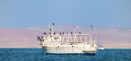 boat with birds