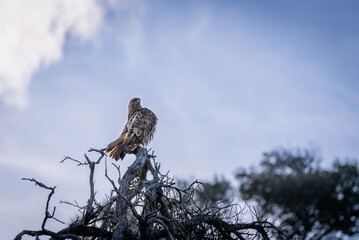 Red Tailed Hawk in the Wildlands Catalina Island California