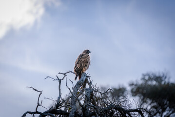 Red Tailed Hawk in the Wildlands Catalina Island California