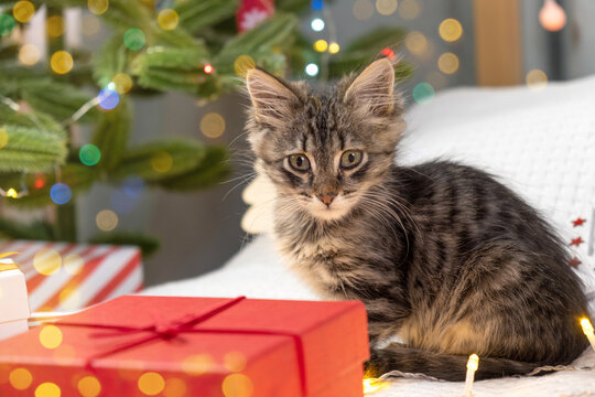 Kitten playing with gift box on white blanket. Christmas background. Young gray cat is jumping in a red gift box. Cute little pet. Funny animal kids. Alive gift. Funny Christmas Present.