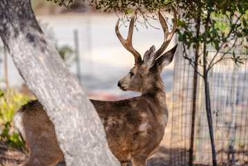 Deer in the Wildlands of Catalina Island California