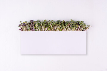 Vegetable sprouts, microgreens in the form of a border on a white background.