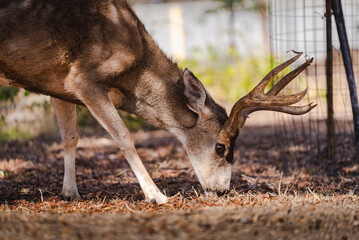 Deer in the Wildlands of Catalina Island California
