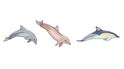 Species of Delphinidae – Bottlenose dolphin, Common dolphin, Chinese white dolphin in Cartoon design style, aquatic mammals on white isolated background, concept of Ocean life and Aquatic Animals.