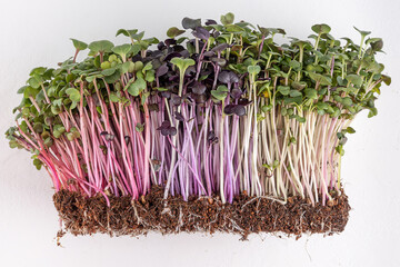 Sprouts on a white background, microgreens for healthy eating.