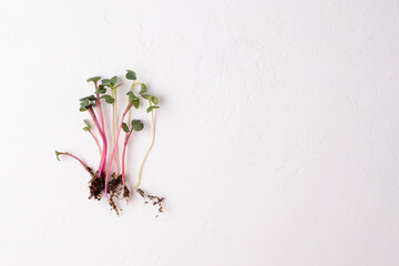 Microgreen vegetables on a white background, radish sprouts.