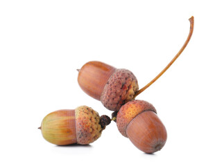 Oak acorns on white background