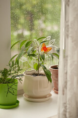 Benjamin's ficus in a ceramic pot on the window