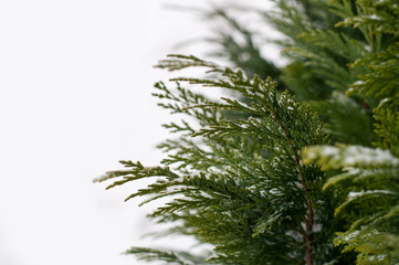 green branches of thuja on green branches of thuja in the snow on a white background with blurred edgesa white background with blurred edges
