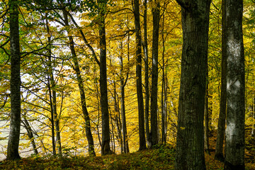 autumn view of the forest with tree trunks in the foreground and a background of yellow leaves