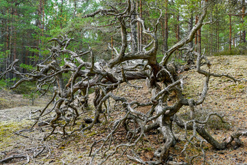 a fallen tree trunk in the woods with a fabulous tangle of dry branches