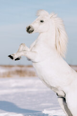 Obraz na płótnie Canvas White pony reared on white snow