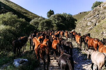 A herd of horses walks among the mountains