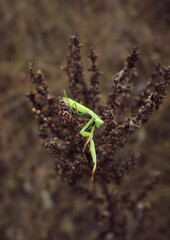 large green praying mantis close-up sitting on a dry brown plant in a field