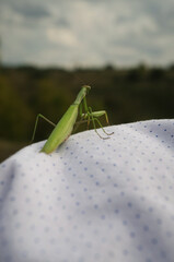 a large green mantis sits on its head and looks into the distance close-up