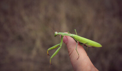 big green praying mantis sitting on hand close-up