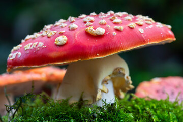 Details from an fly agraric mushroom, close up photo