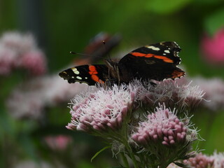 papillon