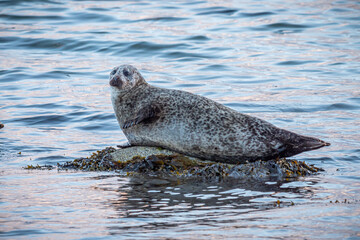 Common seal (Phoca vitulina) lying on a rock in sea off the coast of the Isle of Arran