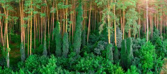 Natural background. Pine forest with braided twisted plants and tree trunks.