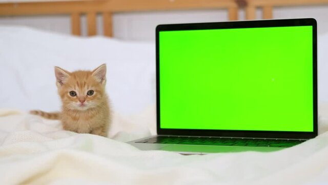 Small red kitten looks into a laptop with green screen. Advertising of goods for cats and kittens. Chroma key