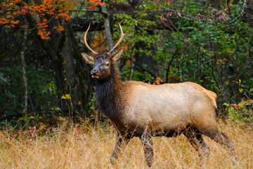 A young male elk with antlers standing in a field with fall colored leaves on a tree behind him