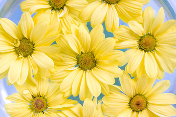 Yellow chrysanthemum flowers in glass vase on blue background. Selective focus, close-up. Summer time concept
