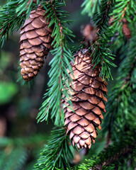Two fir cones are hanging on a branch. There are green fir branches in the background and around the cones. The photo was taken in close-up.