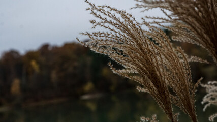 Fototapeta premium Autumn leaves at a river in Austria