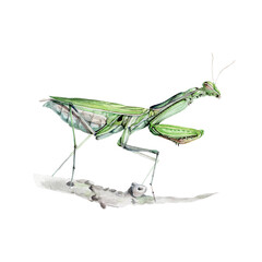 Green mantis watercolor illustration. Hand drawn praying predator insect. Green mantis on the branch side view element. Wildlife garden insect full length close up illustration. White background