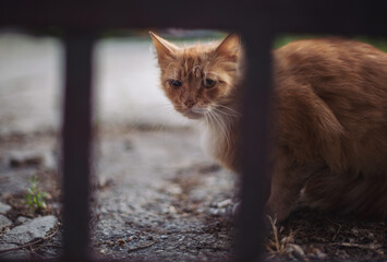 Portrait of a wild red cat. Homeless beautiful cat sits alone behind bars. The cat is waiting for new owners.