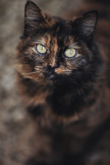 Fototapeta premium Portrait of a wild cat. Homeless cat on the streets. The cat is waiting for new owners.