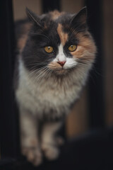Fototapeta premium Portrait of a wild cat. Homeless cat on the streets. The cat is waiting for new owners.