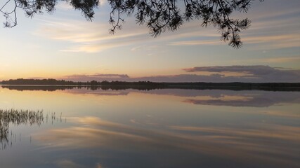 Fototapeta premium Pine branches hang over the calm water of the lake. At dawn, the sky with clouds are reflected in the water of the lake. Reeds grow near the shore. There is a forest on the opposite bank.