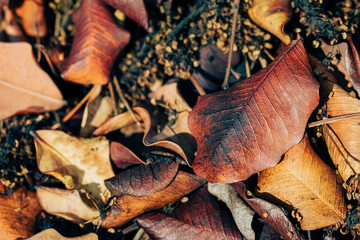 a image of a forest floor covered in fallen leaves during the autumn season in Marbella 