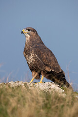Common Buzzard (Buteo buteo) perched on the crest of a hill