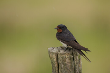 Barn swallow (Hirundo rustica) on a pole