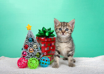 Adorable Grey and tan striped tabby kitten standing on sheepskin blanket with tiny Christmas tree surrounded by toy kitty toy balls and decorative presents with bows. Looking directly at viewer