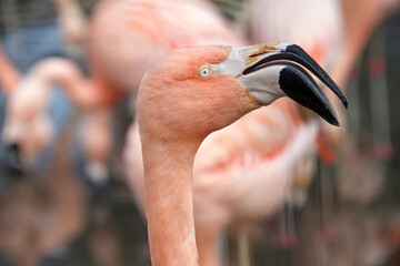 Close up profile portrait of one flamingo with beak slightly open as if talking. More pink flamingos in the background OOF. © sheilaf2002