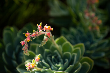 Succulent Echeveria Perle. Evergreen succulent perennials or subshrubs.