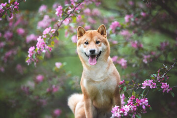 Cute Orange shiba inu dog breed pet photo portrait