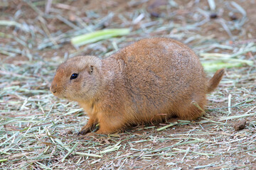 Prairie Dog standing in dirt covered with pieces of hay or straw. Prairie dogs, genus Cynomys, are herbivorous burrowing rodents native to the grasslands of North America